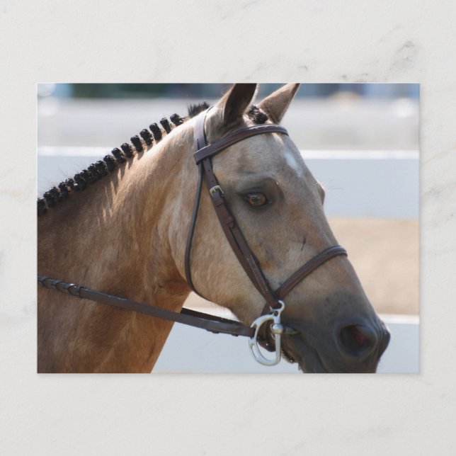 Sweet Roan Pony Postcard (Front)