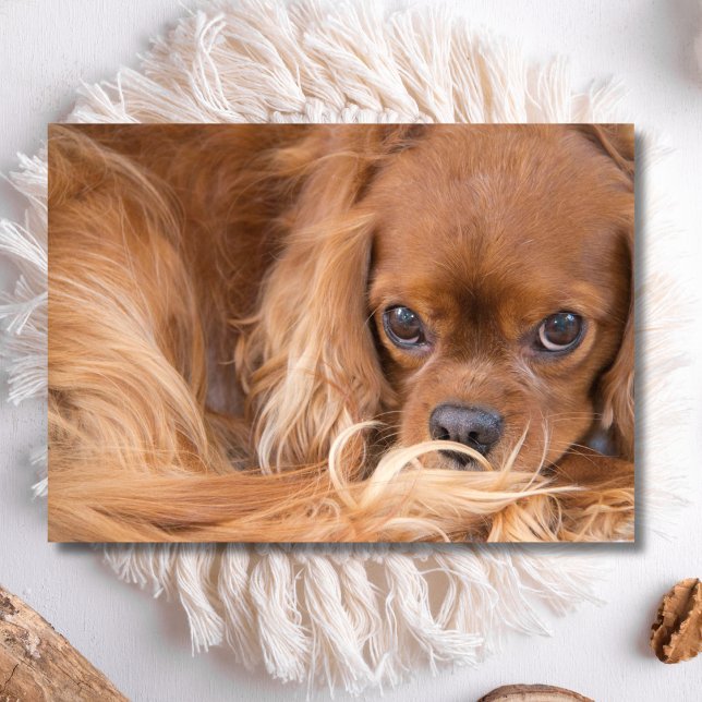 Sweet Ruby Cavalier King Charles Spaniel Card (Creator Uploaded)