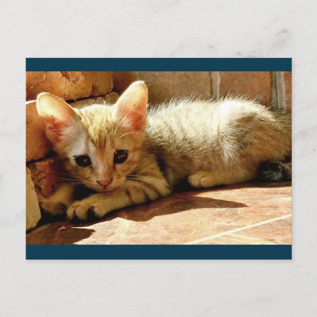 Sweet Sad Kitten Postcard (Front)