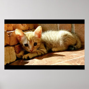 Sweet Sad Kitten Poster