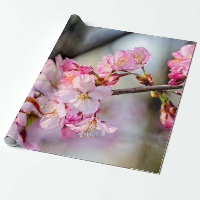 Sweet Sakura Flowers In Springtime Wrapping Paper (Unrolled)