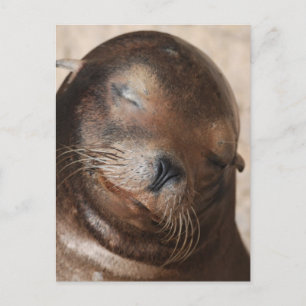 Sweet Sea Lion Postcard