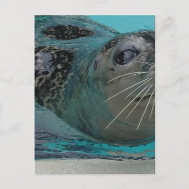 Sweet Seal Postcard (Front)