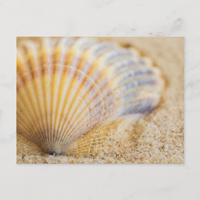 Sweet Seashell Postcard (Front)