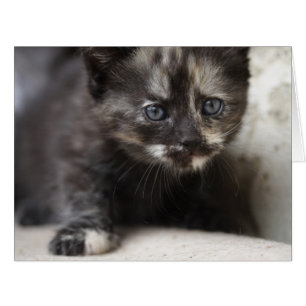 Sweet Shy Tortoiseshell Baby