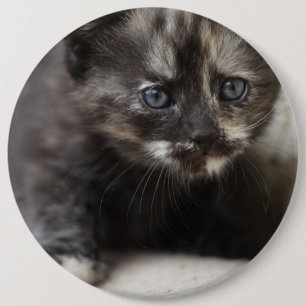 Sweet Shy Tortoiseshell Baby 6 Inch Round Button