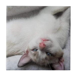 Sweet Siamese Kitten with Blue Eyes Tile