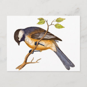 Sweet Siberian Bird Postcard