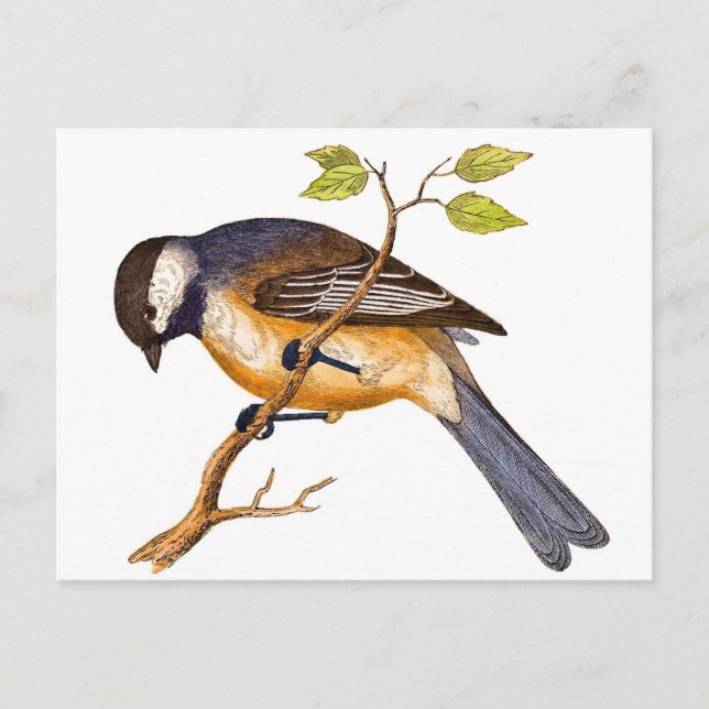 Sweet Siberian Bird Postcard (Front)