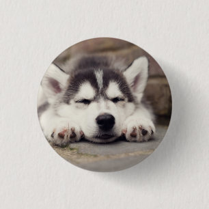 Sweet Siberian Husky Puppy Sleeping 1 Inch Round Button