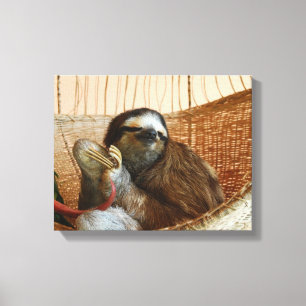 Sweet Sloth Canvas Print