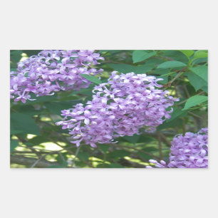 Sweet Smelling Lilacs Sticker
