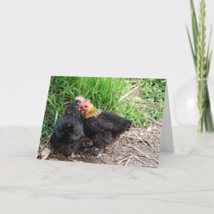 Sweet Snuggling Chickens Photography Custom Card