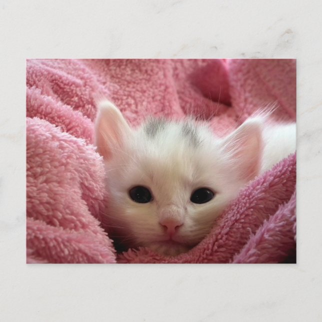 Sweet soft kitty stay warm postcard (Front)