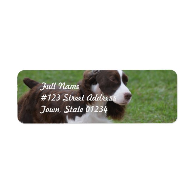 Sweet Springer Spaniel (Devant)