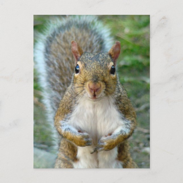 Sweet Squirrel Face Postcard (Front)