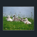 Sweet Swan Babies - Postcard<br><div class="desc">A photo of sweet swan babies lying in the green grass,  taken at Lake Constance in Austria.</div>