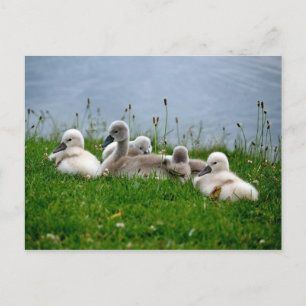 Sweet Swan Babies - Postcard