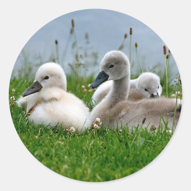 Sweet Swan Babies - Sticker (Front)