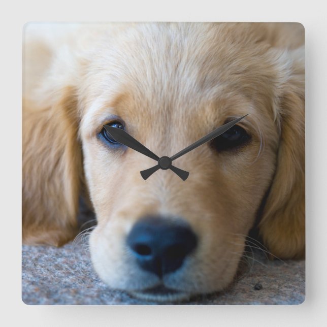 Sweet, Sweet Puppy Square Wall Clock (Front)