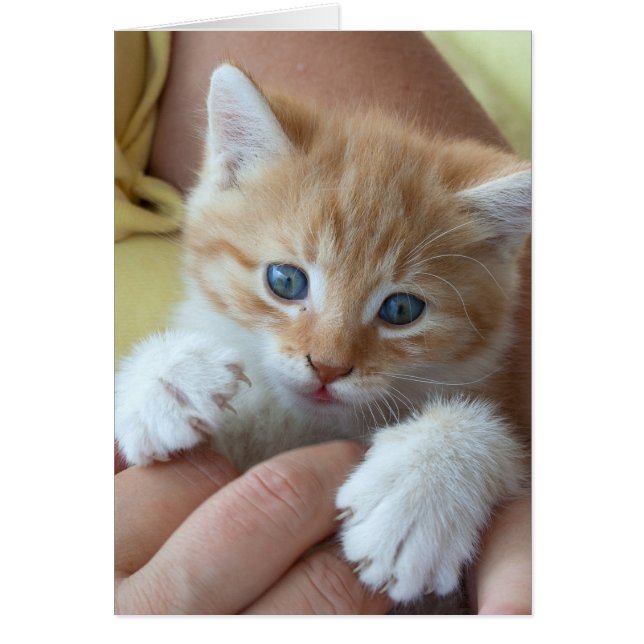 Sweet Tabby Baby (Front)