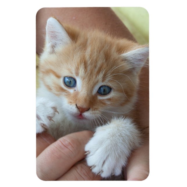 Sweet Tabby Baby Magnet (Vertical)
