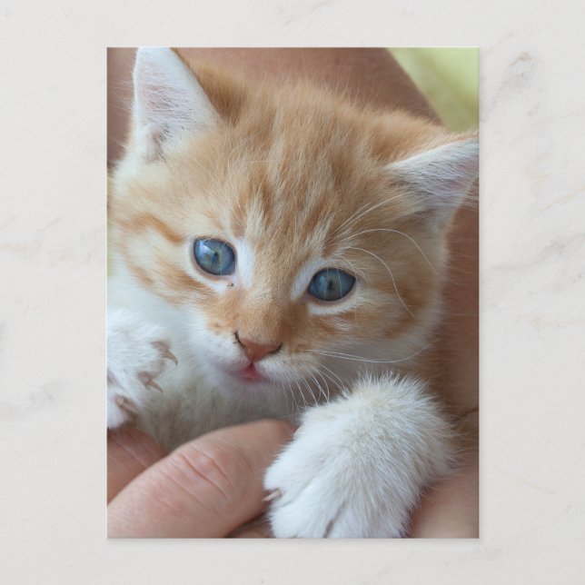 Sweet Tabby Baby Postcard (Front)