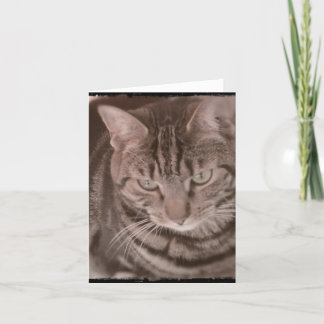 Sweet Tabby Cat card