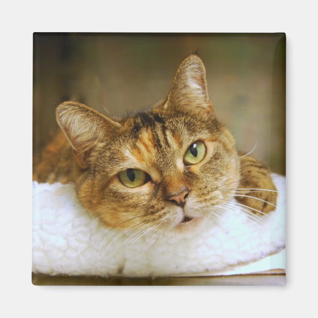 Sweet Tabby Cat Magnet (Front)