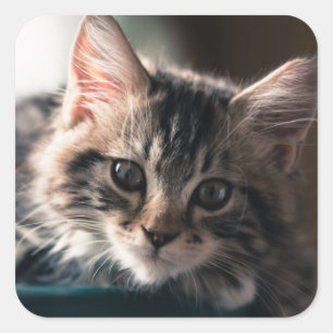 Sweet Tabby Square Sticker