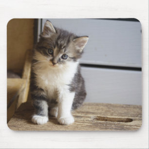 Sweet Tomcat Kitten Mouse Pad