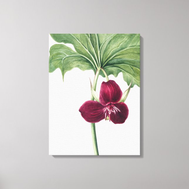 Sweet Trillium Botanical Print: Capturing Nature's Canvas Print (Front)