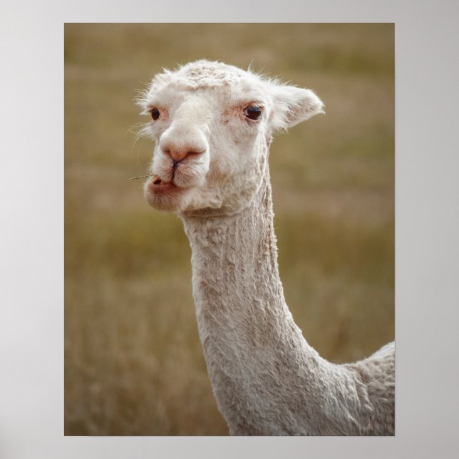 sweet white alpaca animal poster (Front)