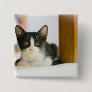 Sweet White And Black Kitten 2 Inch Square Button