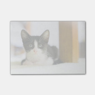 Sweet White And Black Kitten Post-it Notes
