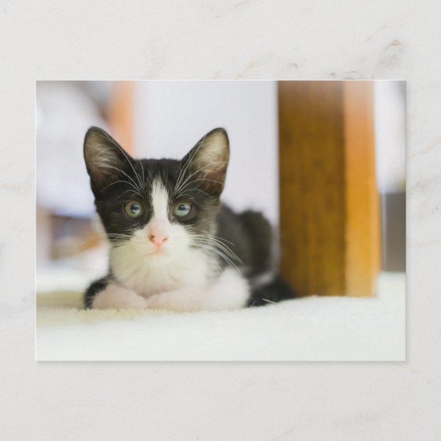 Sweet White And Black Kitten Postcard (Front)