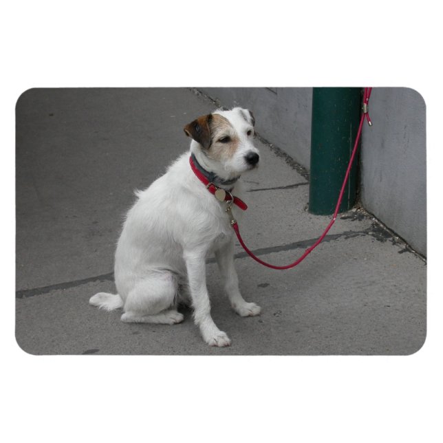 Sweet White Mongrel Magnet (Horizontal)