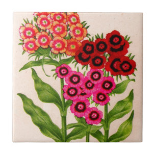 sweet william tile