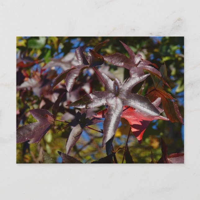 Sweetgum Leaves in Fall Postcard (Front)