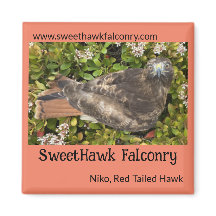 SweetHawk Falconry Niko Red-Tailed Hawk 2x2 Magnet