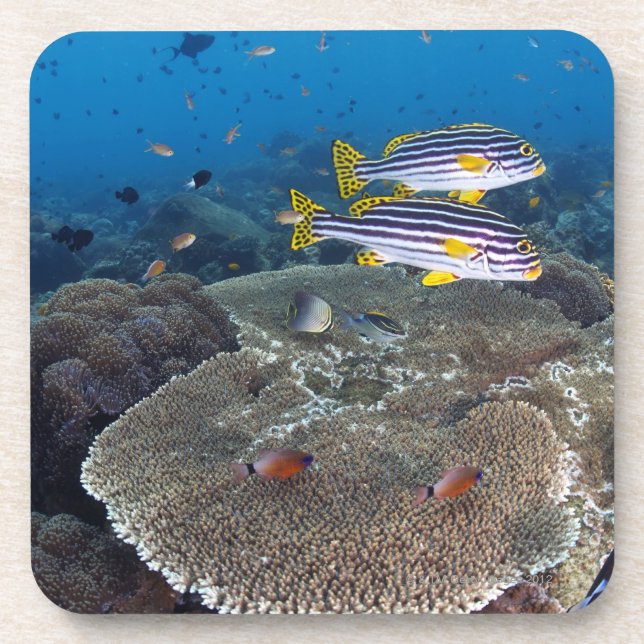 Sweetlip Fish Coaster (Front)