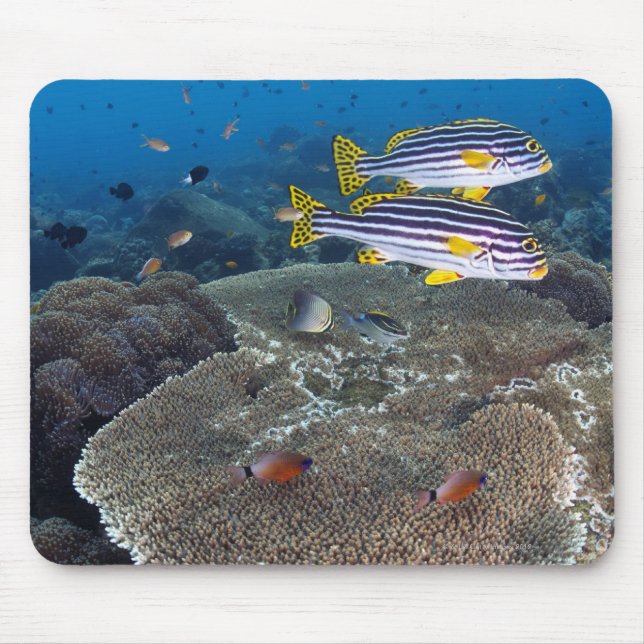 Sweetlip Fish Mouse Pad (Front)