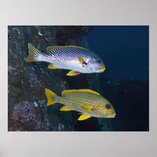 Sweetlips Duo Poster (Front)