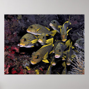 Sweetlips Poster