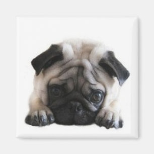 SweetPea Pugs Square Fridge Magnet