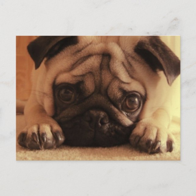 SweetPea Pugs Vintage Postcard (Front)