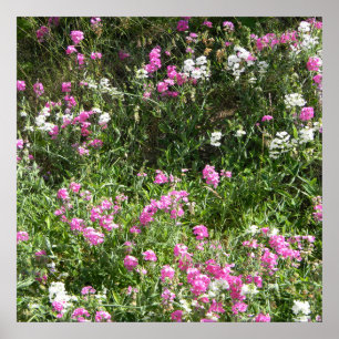 Sweetpeas in Spring... Poster