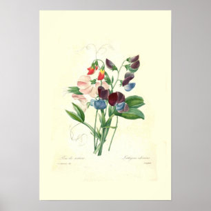Sweetpeas Poster