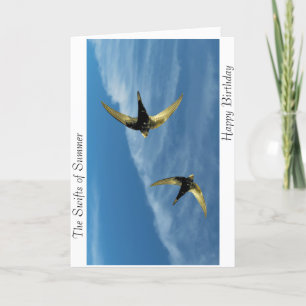 Swift Bird Image for birthday-greeting-card Card