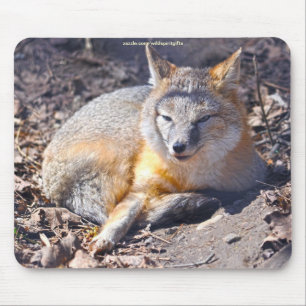Swift Fox Resting in Sunshine Wildlife Mousepad